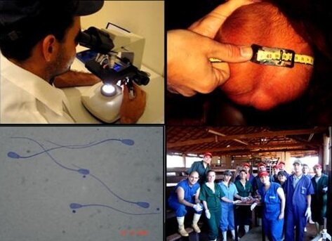 Abertas inscrições para cursos veterinários