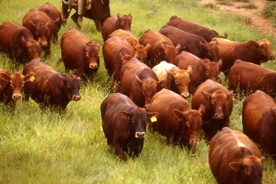 Diminui número de animais a serem vacinados