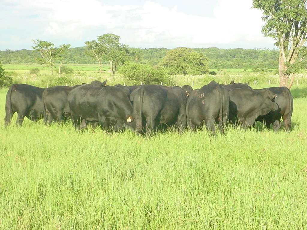 Estudo revela detalhes da cadeia da carne
