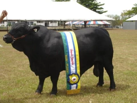 GO: Benéphico é pentacampeão