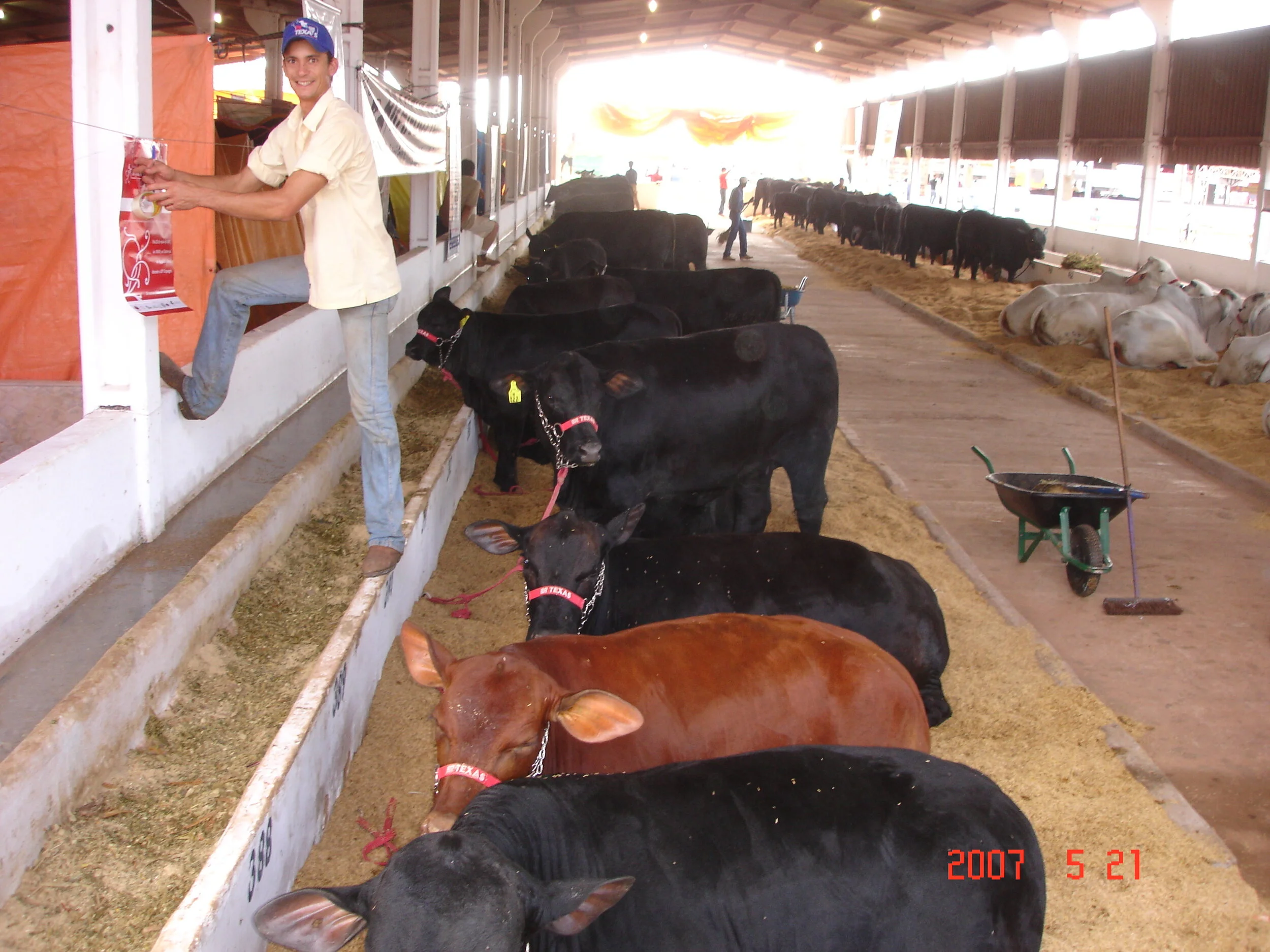 União traz lucros ao pecuarista