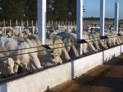 Lagoa seleciona futuros reprodutores da pecuária
