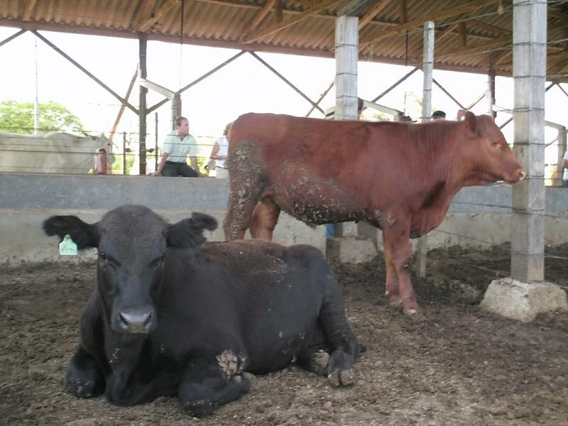 Programa Carne Angus será lançado em SP dia 2