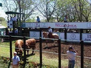 Brangus faz bonito no remate Tellechea e Associados