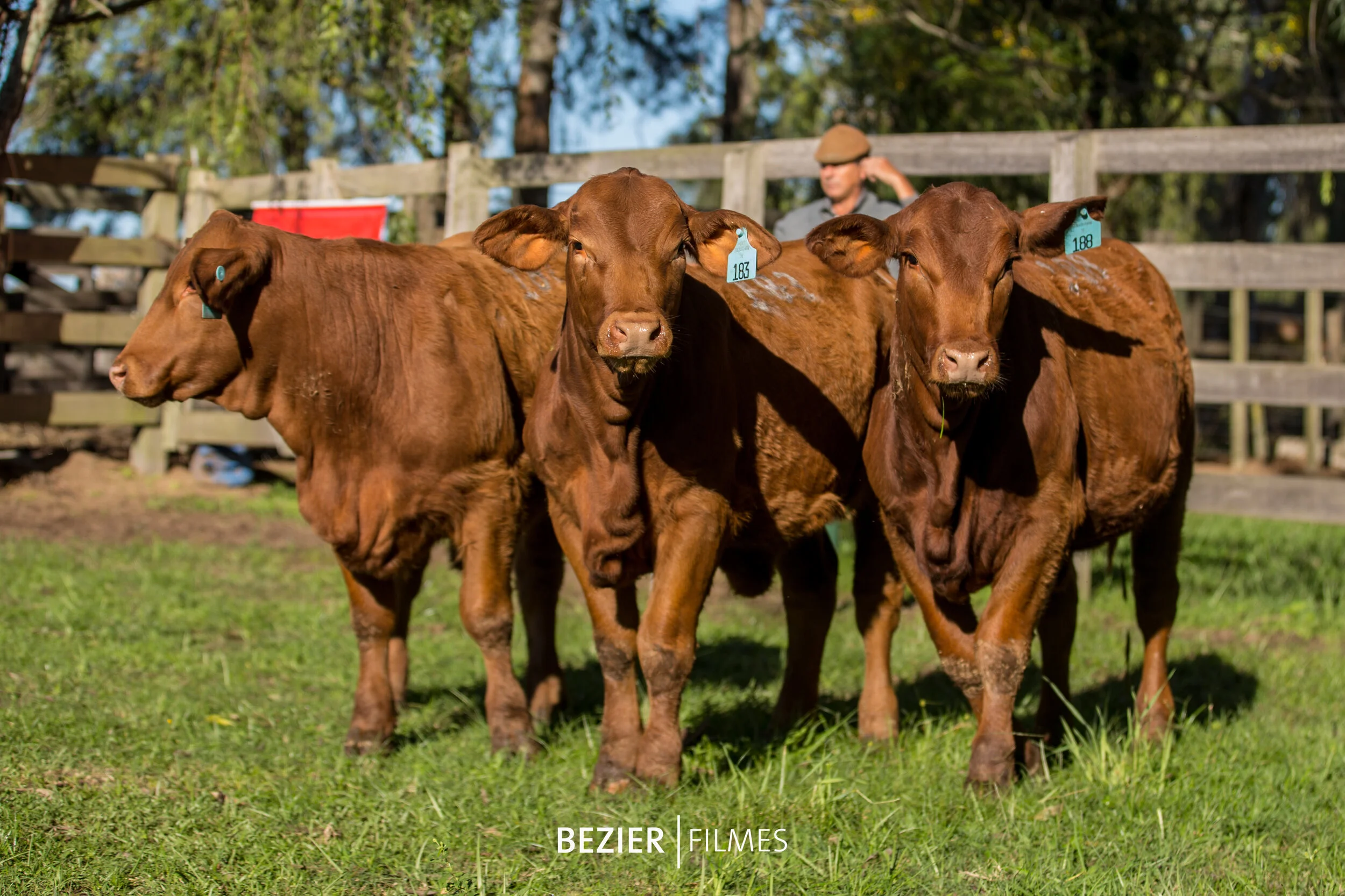   Trio Reservado Campeão Terneira  Tolio TE 183 Tolio TE 187 Iguarema 5594 Tolio TE 188 Iara 5080 Criador e Expositor: Eltair Tólio / Fazenda Cabanha Tolio’s Farm, Formigueiro (RS) 