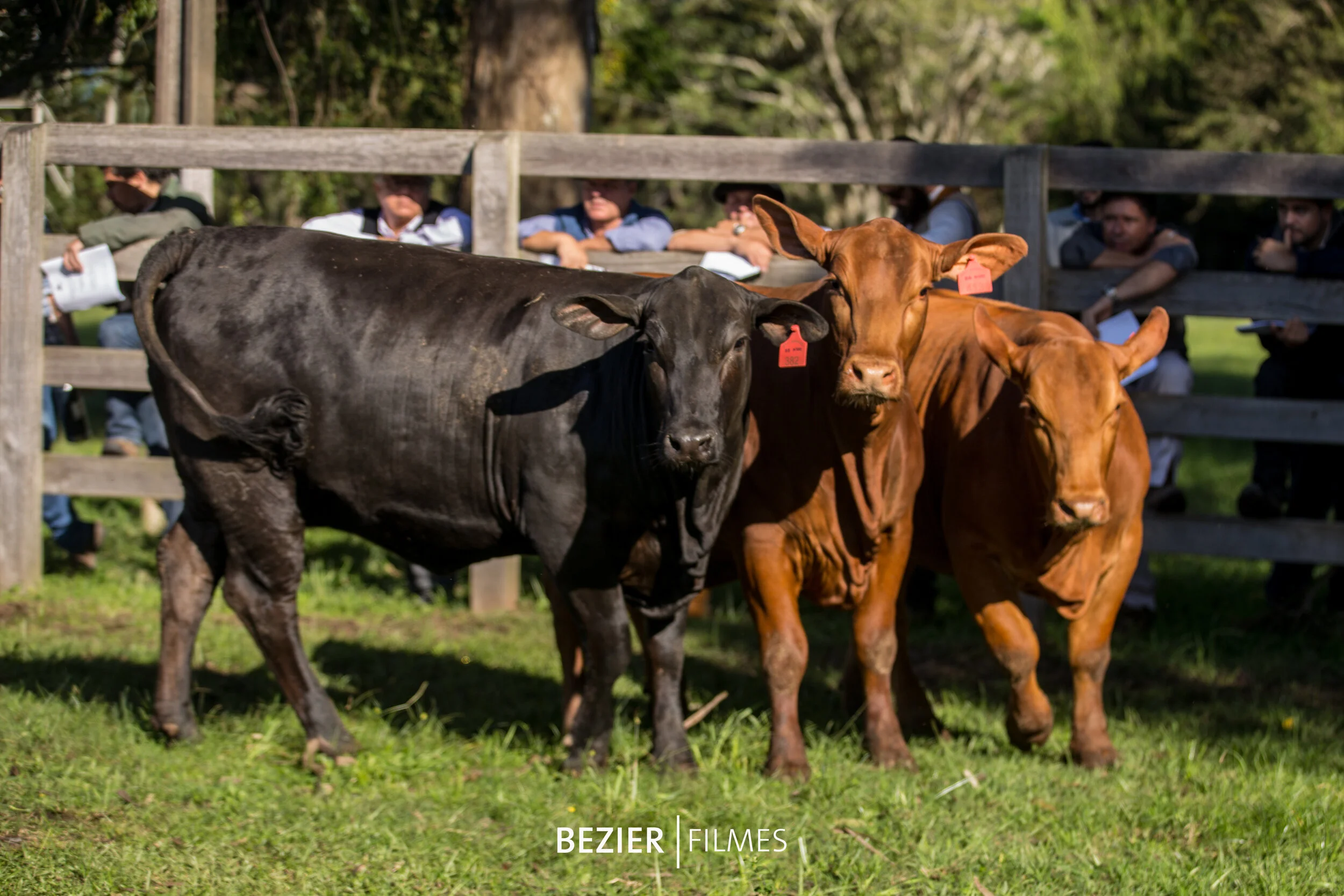     Trio Campeão Novilha Menor e Trio Reservado Grande Campeão de Fêmeas   FSM Hemingway Panzer 4G 348  FSM Hemingway Manancial 2G 382  FSM Hemingway Tutelo 2G 413  Criador e Expositor: Luiz Fernando Cezar da Silva / Fazenda São Manoel, Santa Maria (RS)  