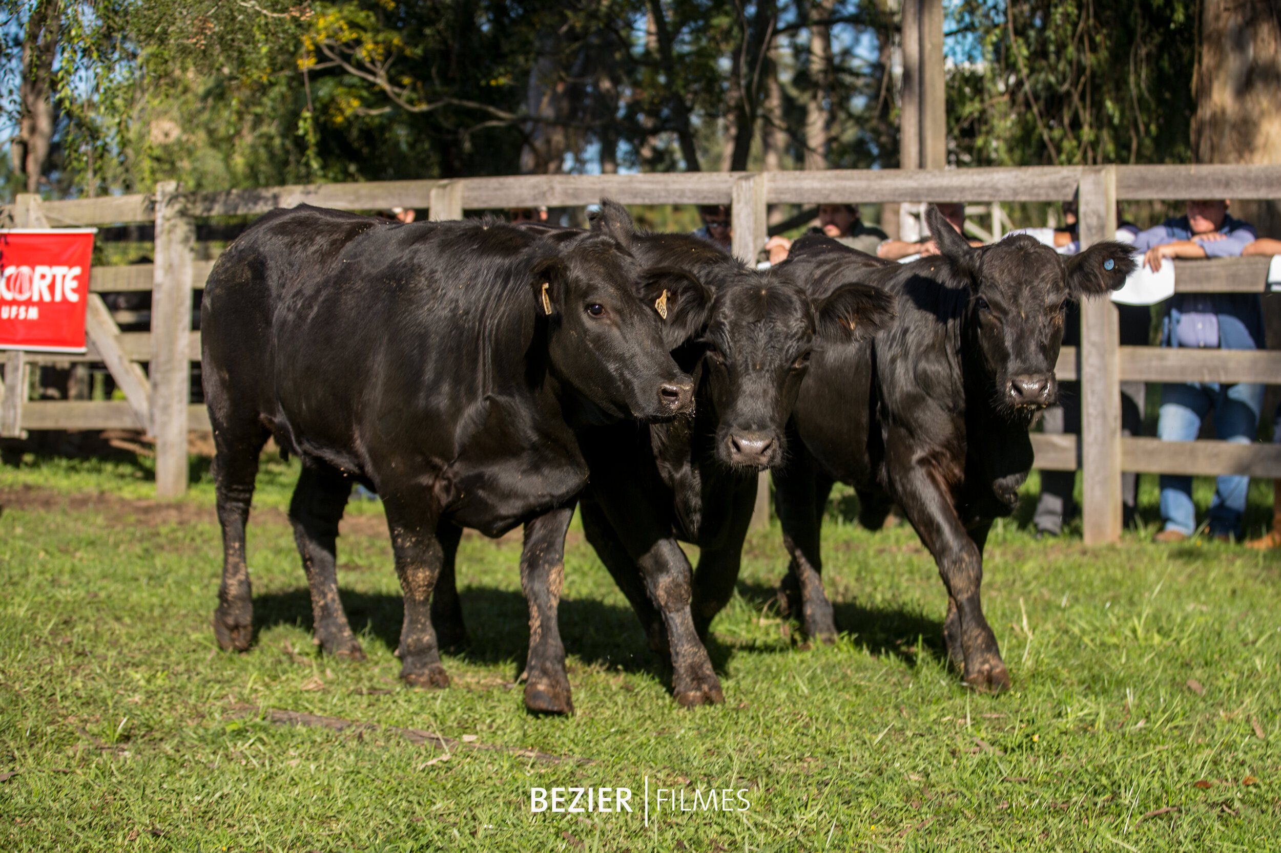   Trio Reservado Campeão Novilha Menor e Terceiro Melhor Trio de Fêmeas   Primavera U 060/17  Primavera TE 760  Primavera U 198/17  Criador e Expositor: Condomínio Rural Weiler / Estância Primavera, Lavras do Sul (RS) 