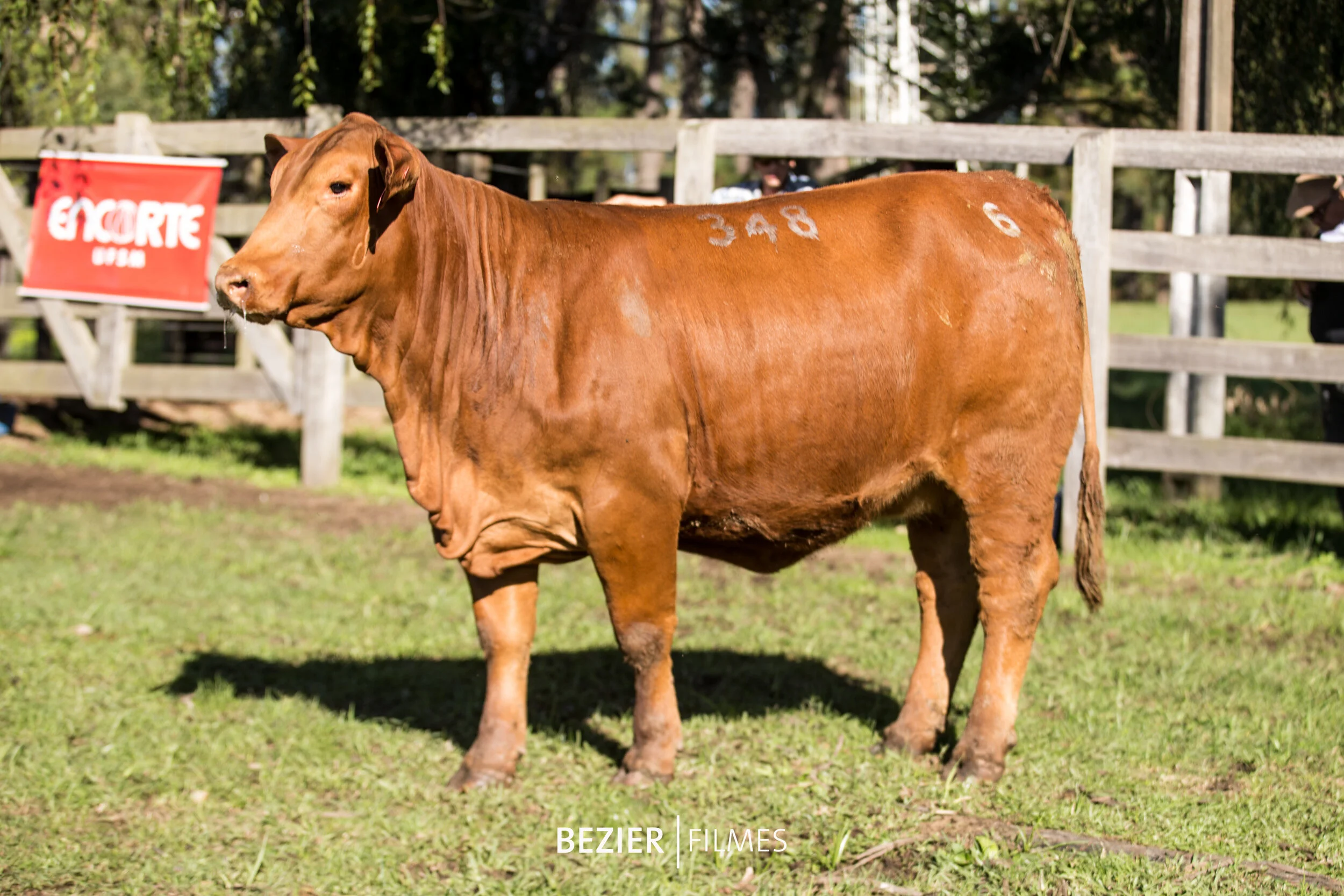   Melhor Fêmea Rústica   FSM Hemingway Panzer 4G 348  Criador e Expositor: Luiz Fernando Cezar da Silva / Fazenda São Manoel, Santa Maria (RS) 