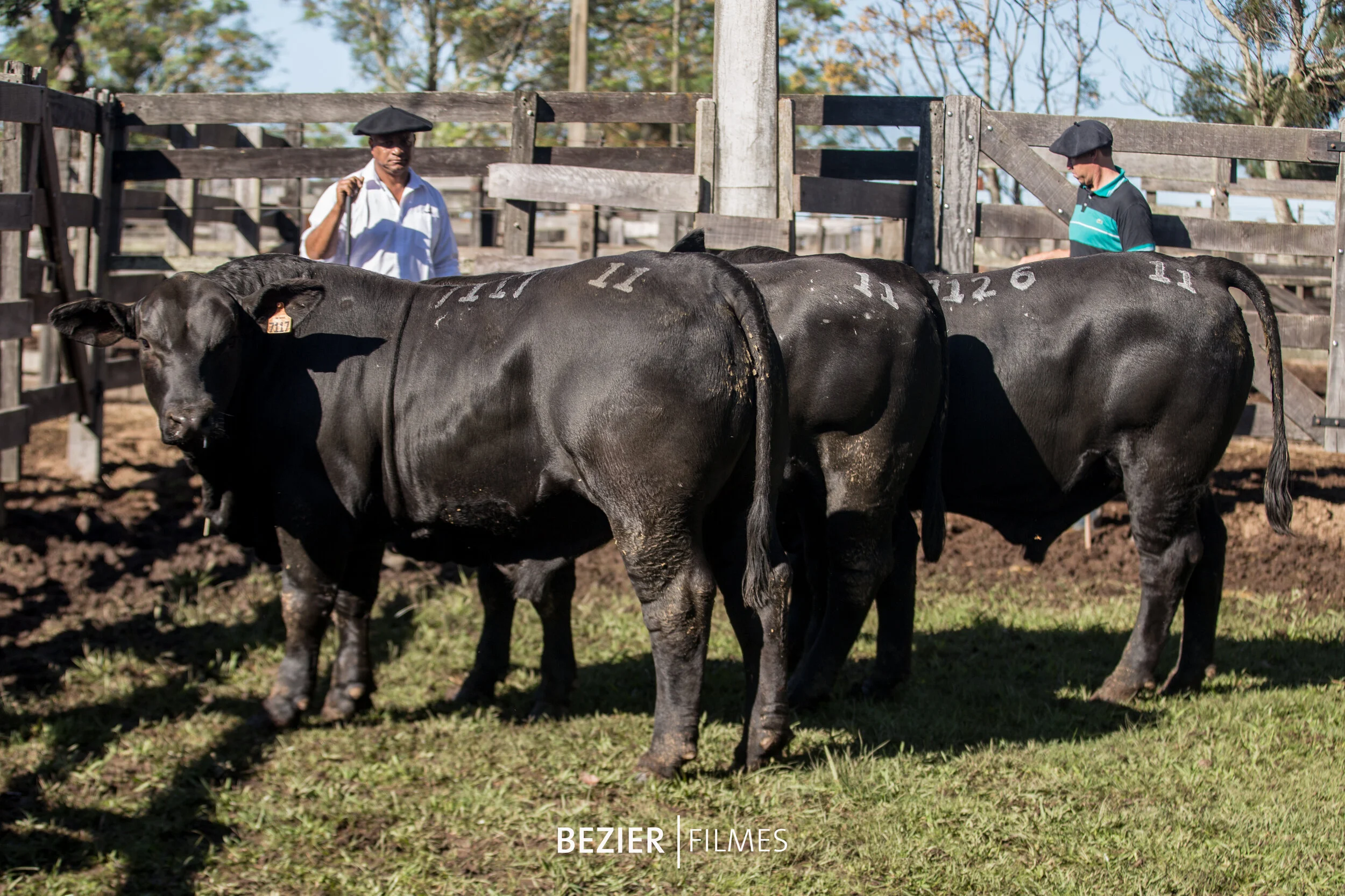   Trio Campeão Terneiro e Trio Reservado Grande Campeão de Machos   São Xavier 7117 Arandú TE  São Xavier 7126 Arandú TE  São Xavier 7128 Arandú TE  Criador e Expositor: Caio Cezar Fernandez Vianna / Fazenda São Xavier, Júlio de Castilho (RS) 