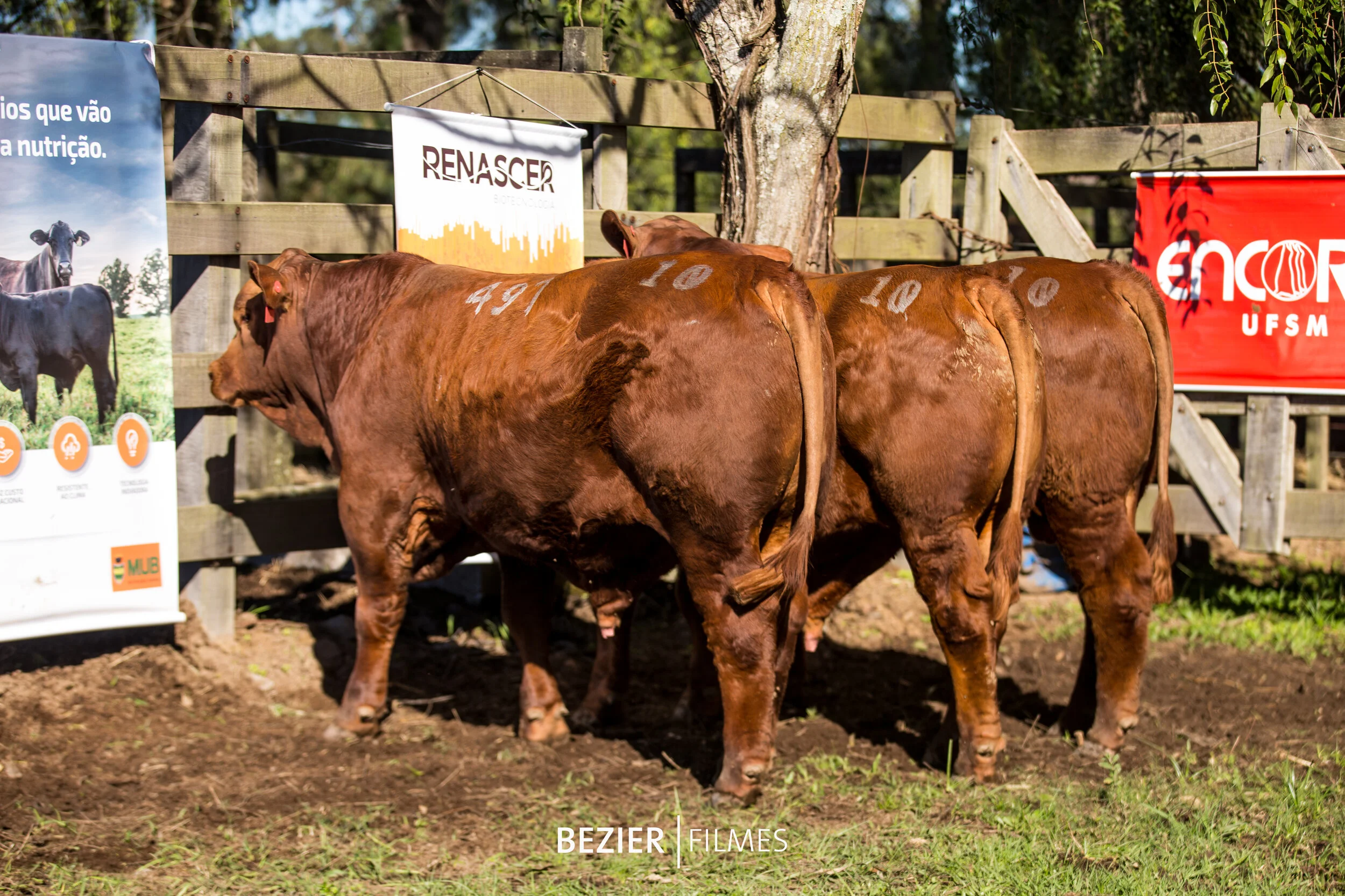  Trio Reservado Campeão Terneiro   FSM Hemingway Rubi 4G 478  FSM Hemingway Yacaré 4G 513  FSM Hemingway Dakota 4G 497  Criador e Expositor: Luiz Fernando Cezar da Silva / Fazenda São Manoel, Santa Maria (RS) 