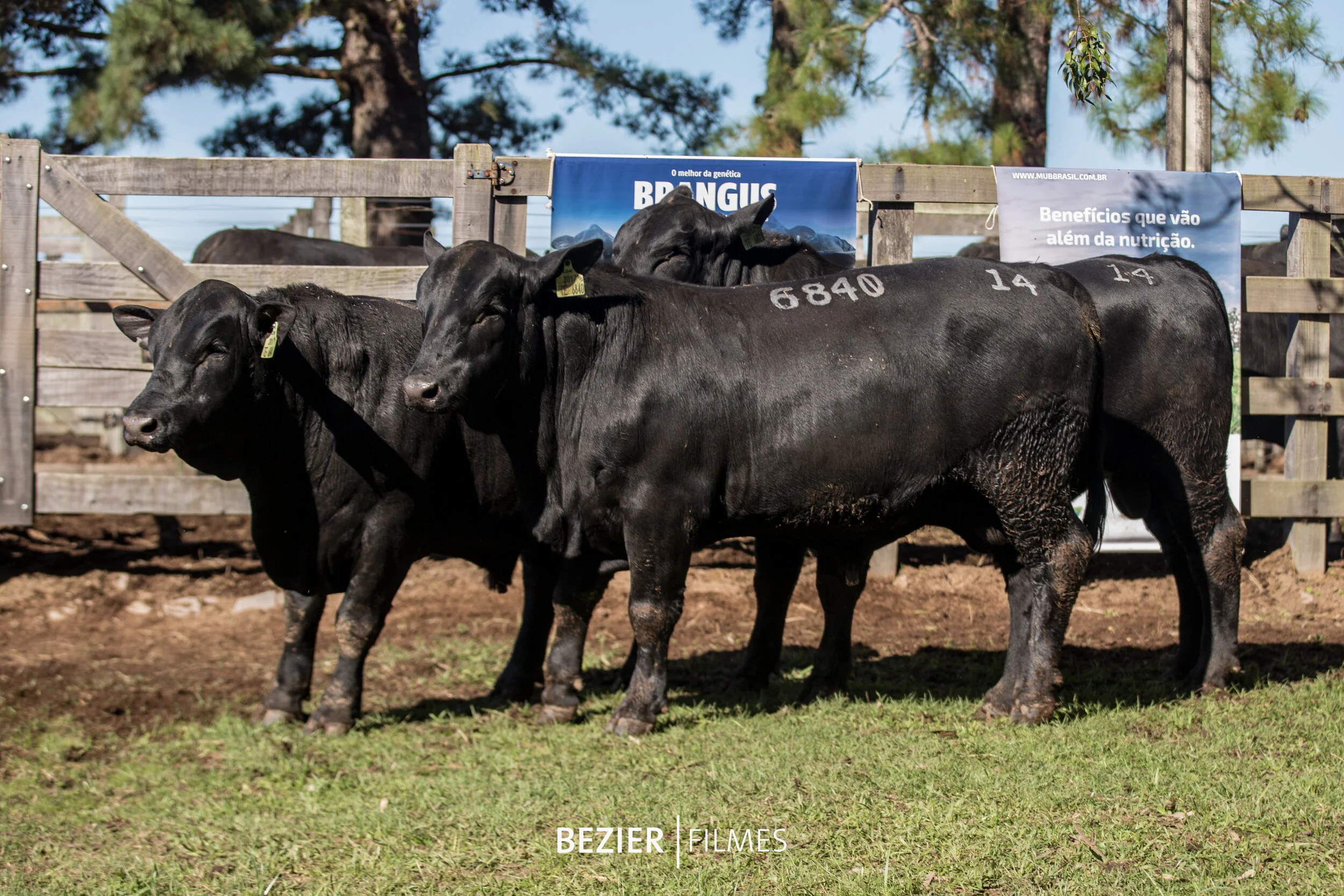     Trio Campeão Júnior e Terceiro Melhor Trio de Machos   Juquiry Black TE 6828  Juquiry Black TE6840 Lonquimay TE7087 GLD  Juquiry Black TE6848 Lonquimay TE7087 GLD  Criador e Expositor: Ricardo Bastos Tellechea / Juquiry, Uruguaiana (RS)   