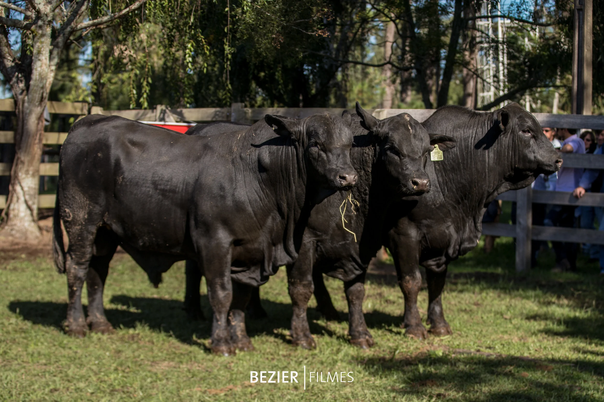   Trio Reservado Campeão Touro Sênior   Juquiry Black TE6540 Lead Gun 7181 GLD  Juquiry Black TE 6538 Lead Gun 7181 GLD  Juquiry Black TE6588 Sultan TE7089 GLD  Criador e Expositor: Ricardo Bastos Tellechea / Juquiry, Uruguaiana (RS) 