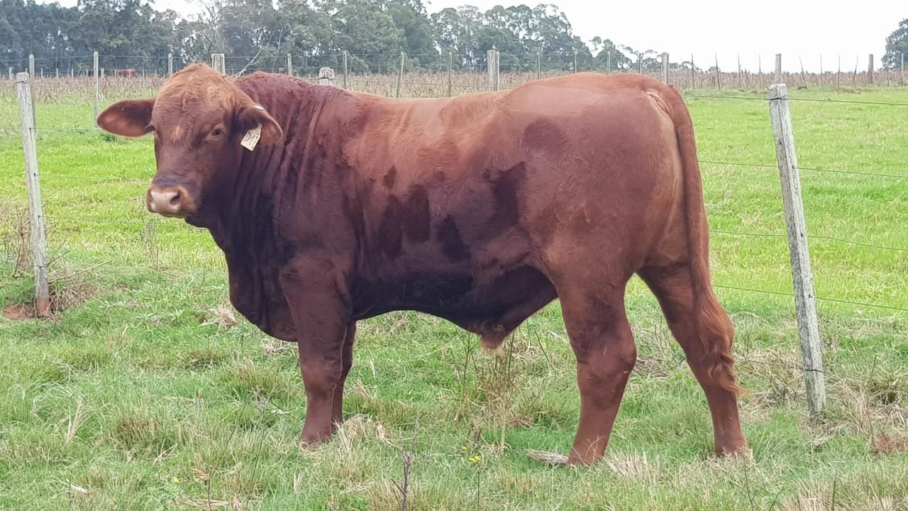  Touro Brangus GR D17 