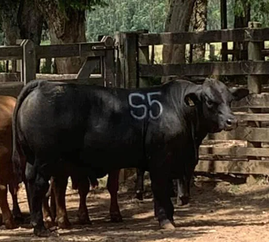  Touro Brangus MR 8683 