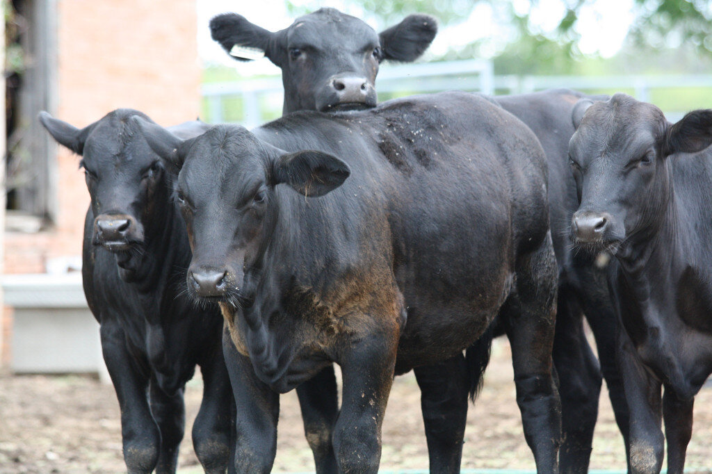 Brangus: combinação que produziu um animal capaz de se destacar nas diversas regiões do Brasil Brangus: combinação que produziu um animal capaz de se destacar nas diversas regiões do Brasil