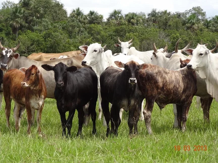 Brangus: combinação que produziu um animal capaz de se destacar nas diversas regiões do Brasil Brangus: combinação que produziu um animal capaz de se destacar nas diversas regiões do Brasil