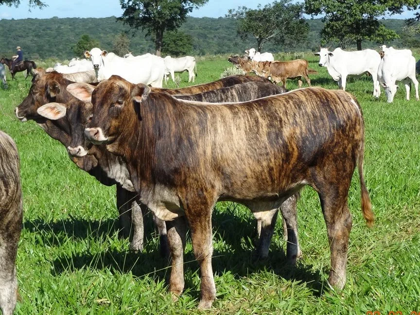 Brangus: combinação que produziu um animal capaz de se destacar nas diversas regiões do Brasil Brangus: combinação que produziu um animal capaz de se destacar nas diversas regiões do Brasil