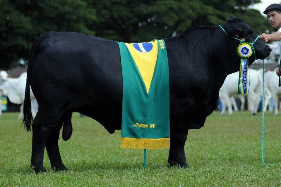 Brangus: combinação que produziu um animal capaz de se destacar nas diversas regiões do Brasil Brangus: combinação que produziu um animal capaz de se destacar nas diversas regiões do Brasil