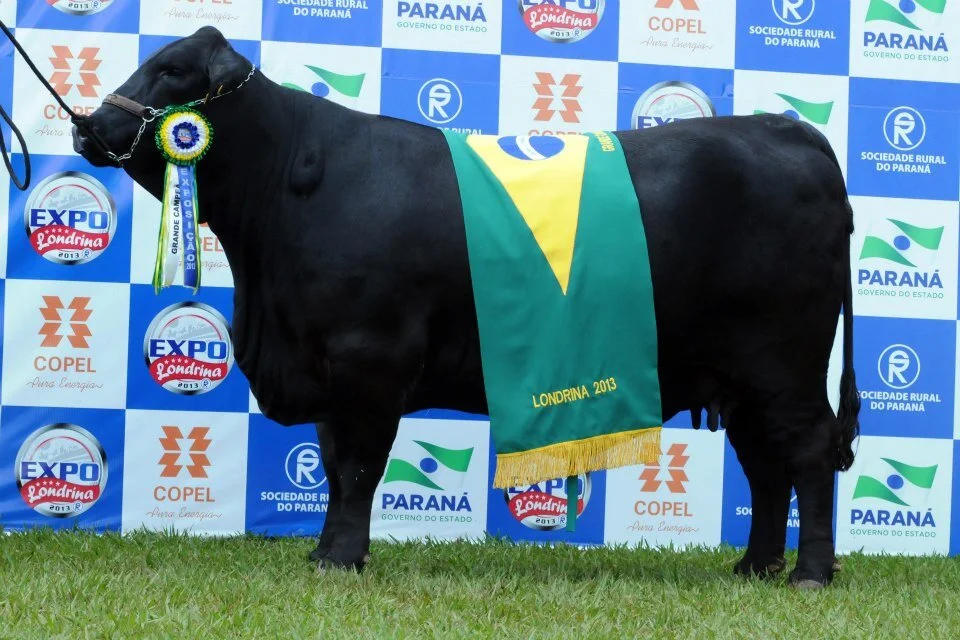 Brangus: combinação que produziu um animal capaz de se destacar nas diversas regiões do Brasil Brangus: combinação que produziu um animal capaz de se destacar nas diversas regiões do Brasil