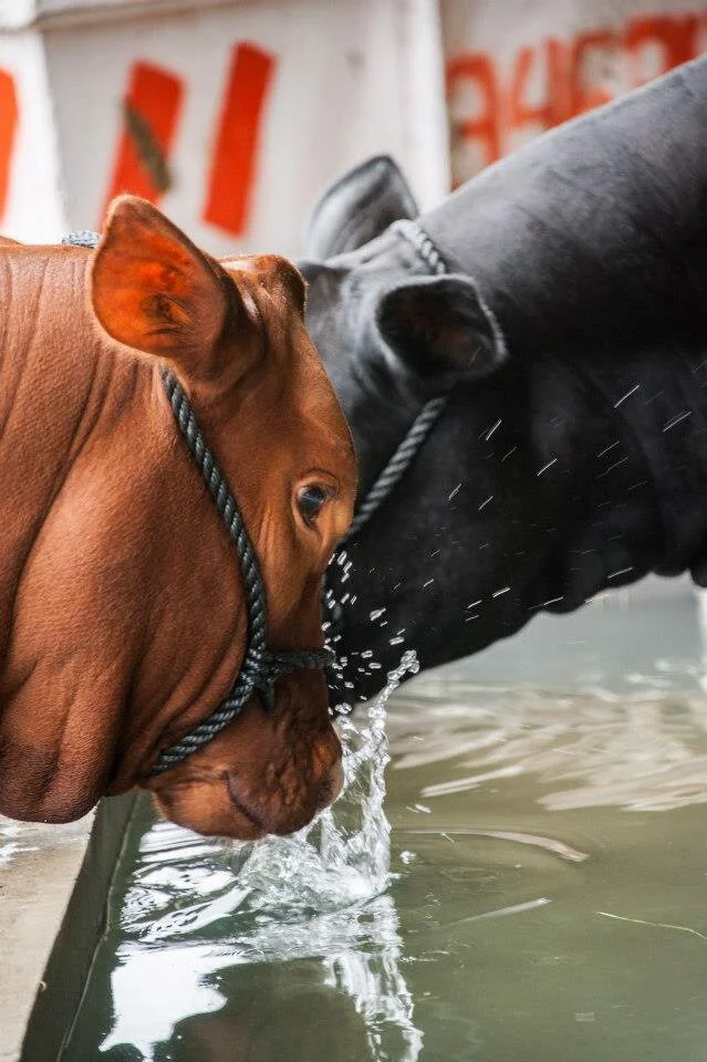 Brangus: combinação que produziu um animal capaz de se destacar nas diversas regiões do Brasil Brangus: combinação que produziu um animal capaz de se destacar nas diversas regiões do Brasil