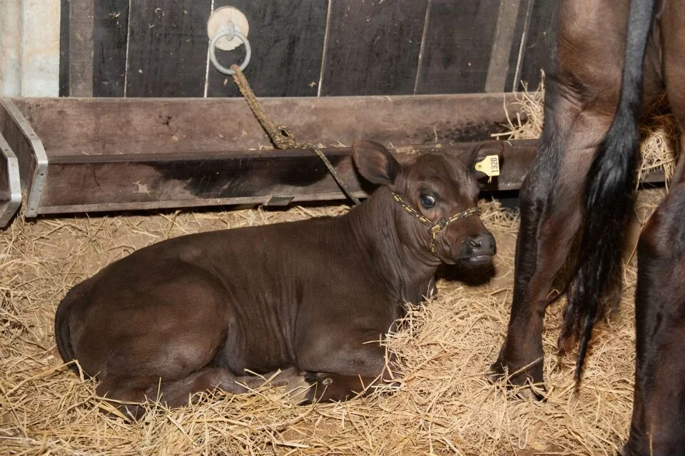 Brangus: combinação que produziu um animal capaz de se destacar nas diversas regiões do Brasil Brangus: combinação que produziu um animal capaz de se destacar nas diversas regiões do Brasil