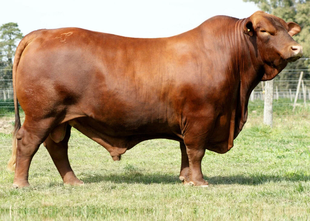 Brangus: combinação que produziu um animal capaz de se destacar nas diversas regiões do Brasil Brangus: combinação que produziu um animal capaz de se destacar nas diversas regiões do Brasil