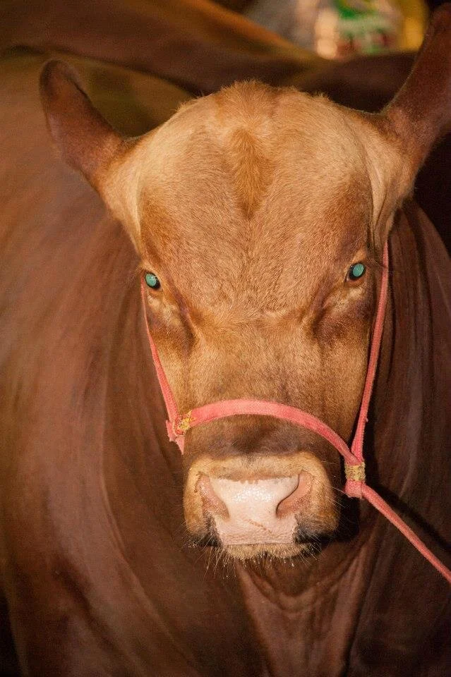 Brangus: combinação que produziu um animal capaz de se destacar nas diversas regiões do Brasil Brangus: combinação que produziu um animal capaz de se destacar nas diversas regiões do Brasil