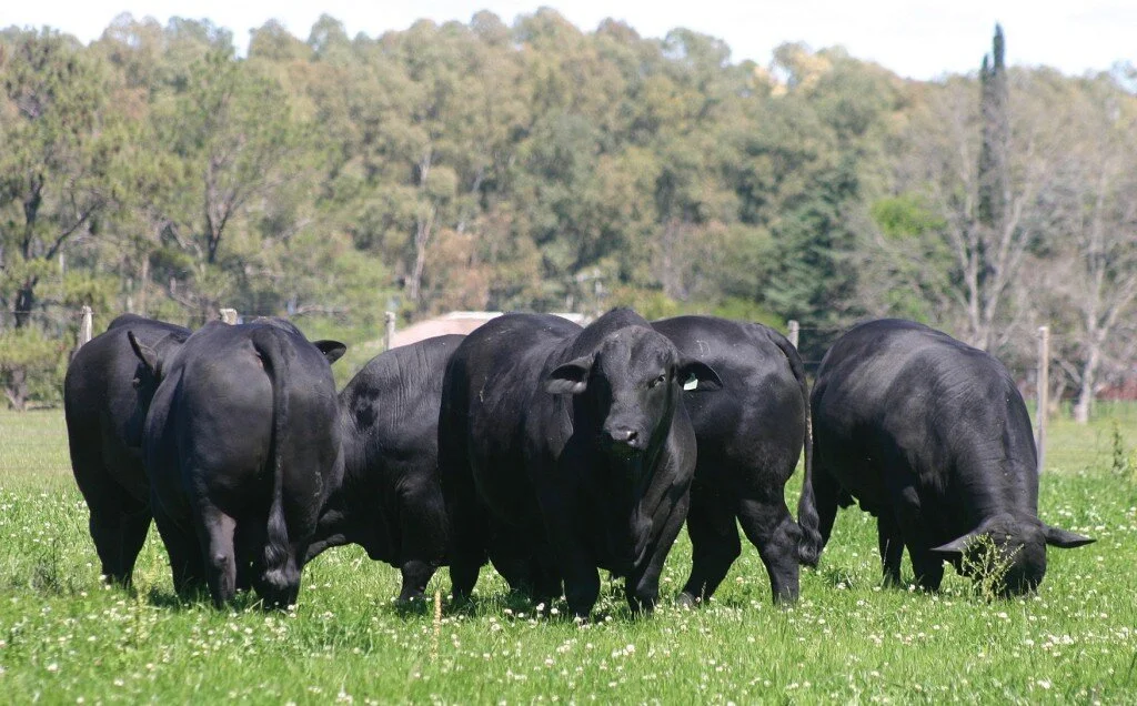 Brangus: combinação que produziu um animal capaz de se destacar nas diversas regiões do Brasil Brangus: combinação que produziu um animal capaz de se destacar nas diversas regiões do Brasil