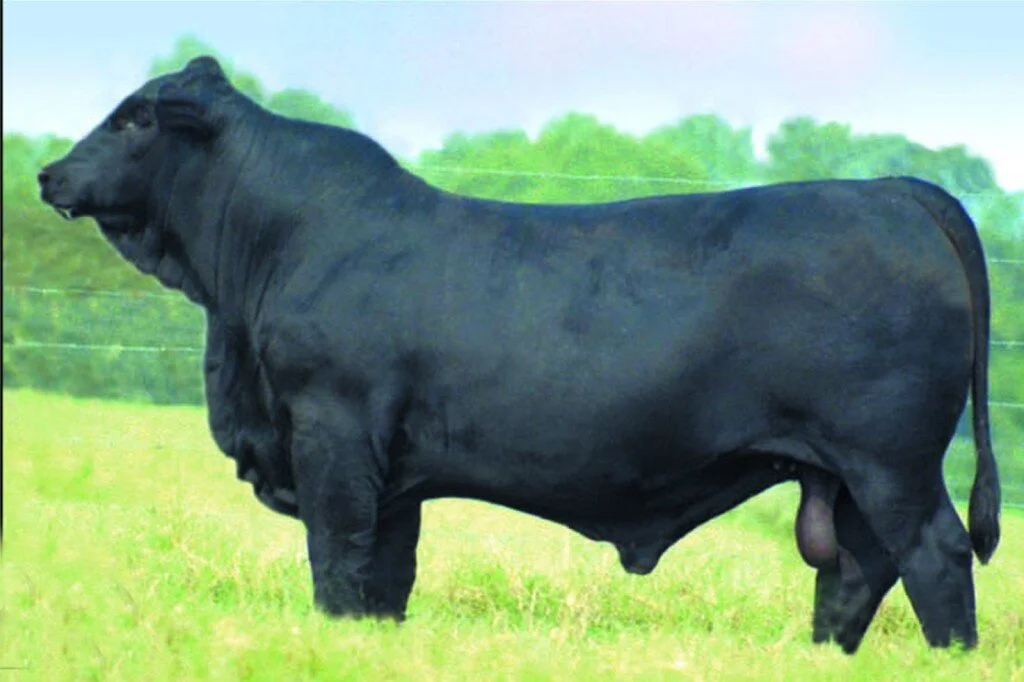 Brangus: combinação que produziu um animal capaz de se destacar nas diversas regiões do Brasil Brangus: combinação que produziu um animal capaz de se destacar nas diversas regiões do Brasil