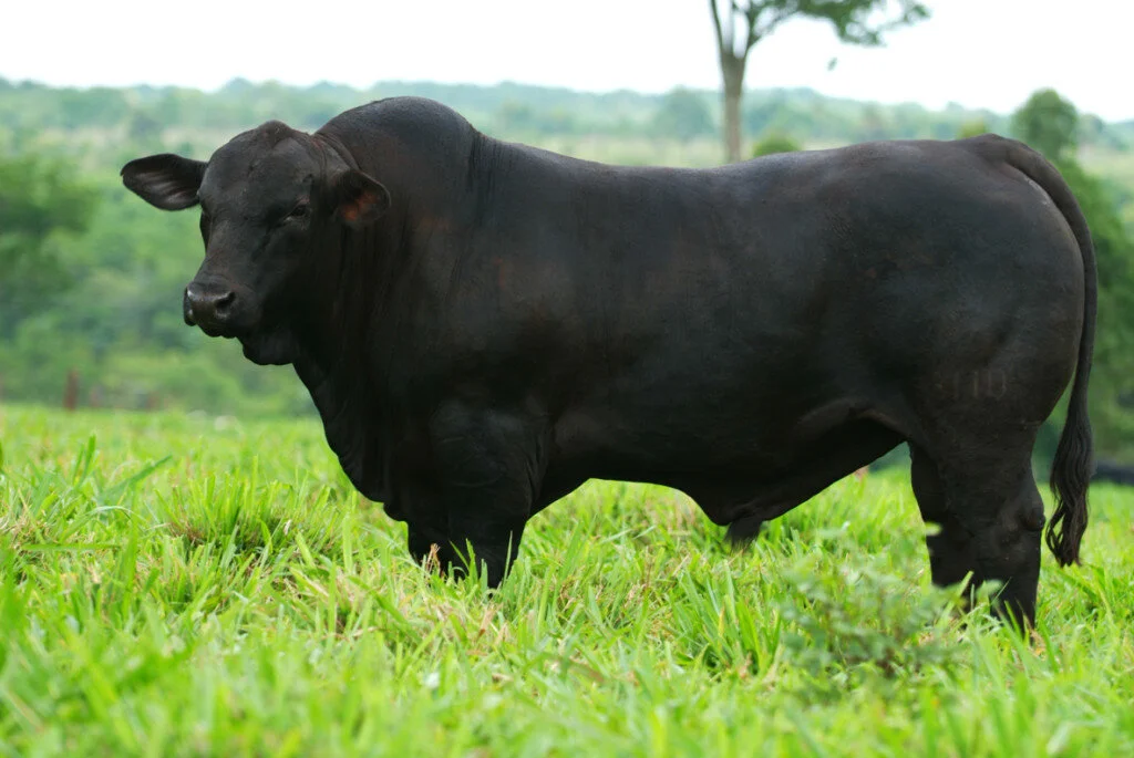 Brangus: combinação que produziu um animal capaz de se destacar nas diversas regiões do Brasil