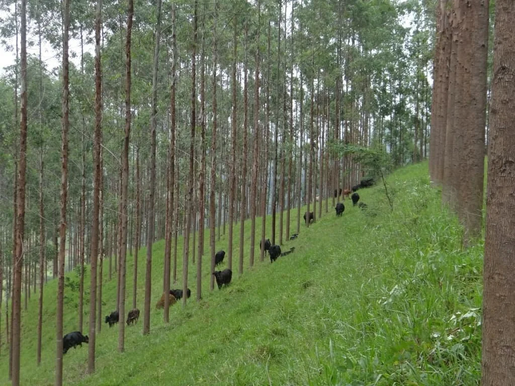 <strong>Duas fazendas brasileiras de gado estão entre as mais sustentáveis do Mundo</strong>