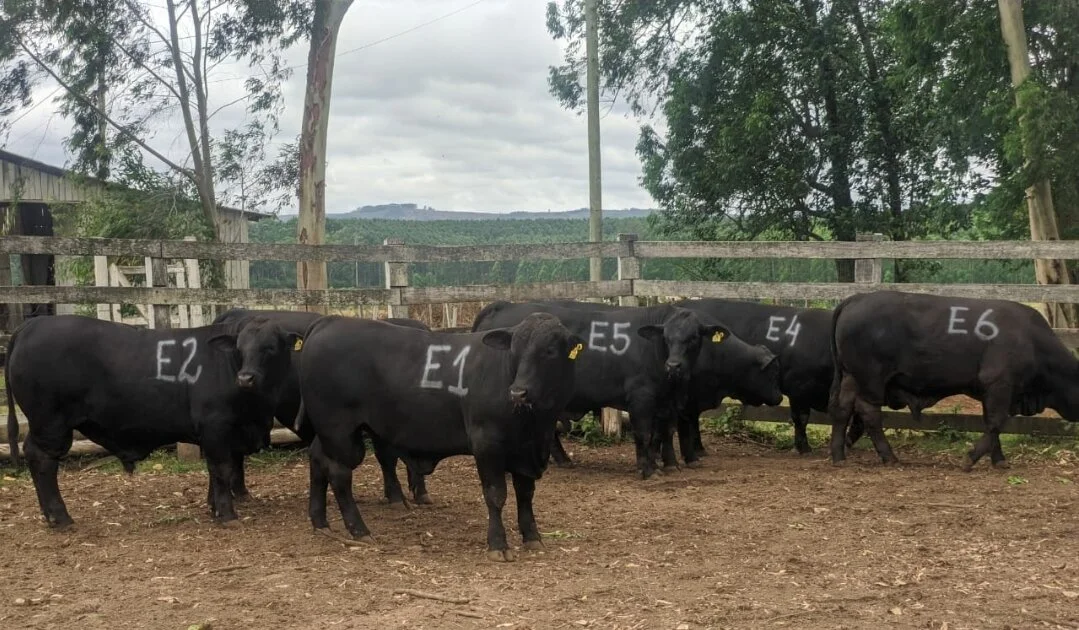  Grupo de touros de Elite da prova Top Brangus UFRGS 