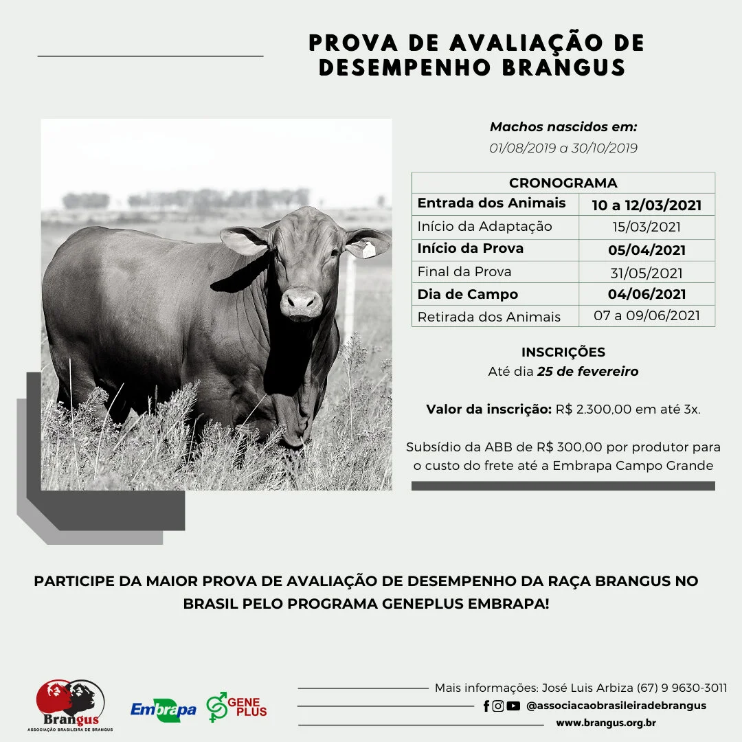 Prova de eficiência alimentar mede desempenho do Brangus e Nelore