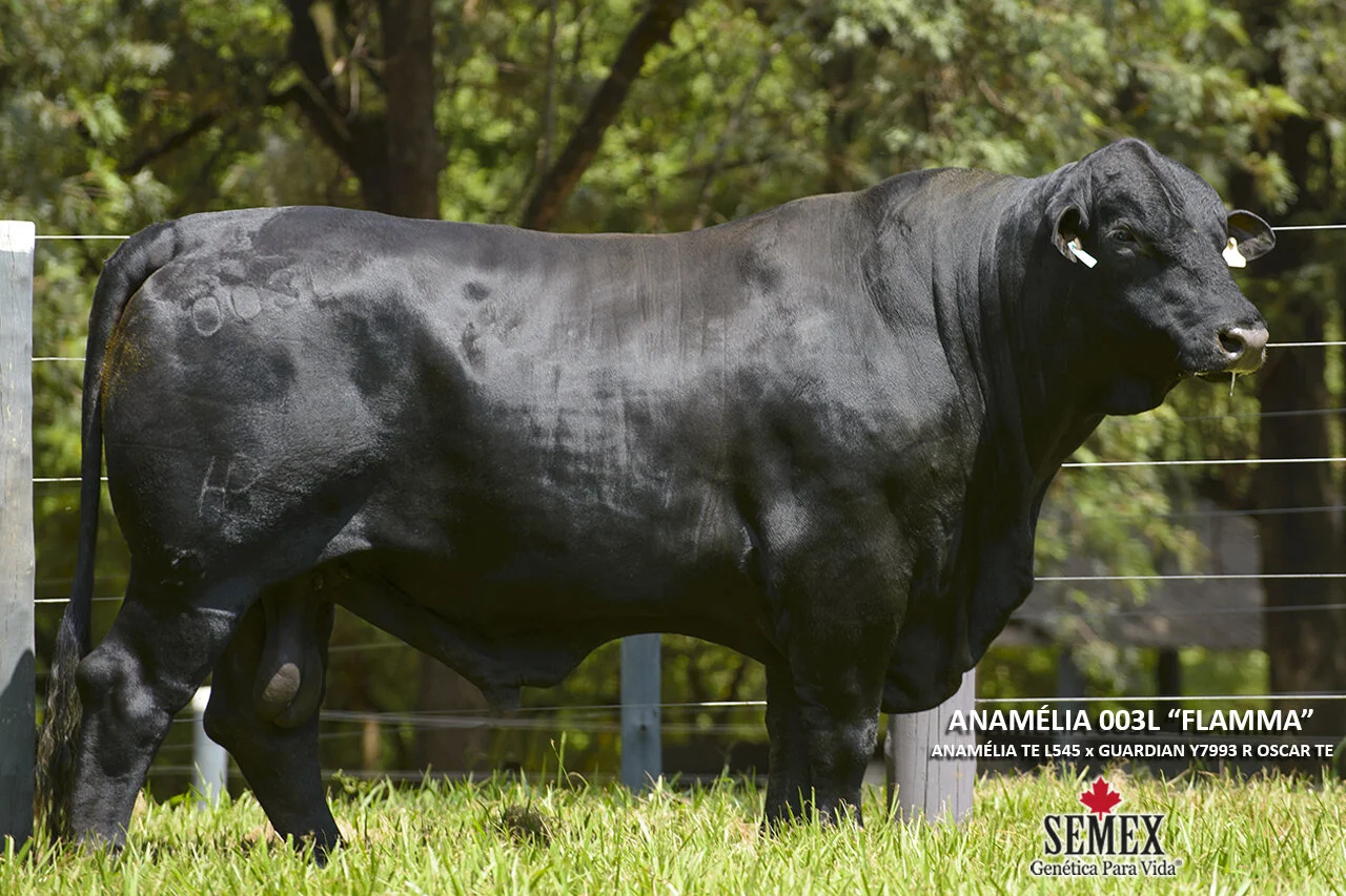 Raça Brangus é utilizada em fêmeas F1 para produção de carne premium Touro Flamma, contratado SEMEX - Brangus HP
