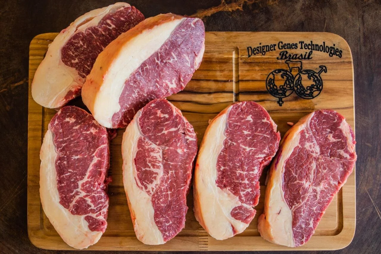 Raça Brangus é utilizada em fêmeas F1 para produção de carne premium Foto: Igor Cordero