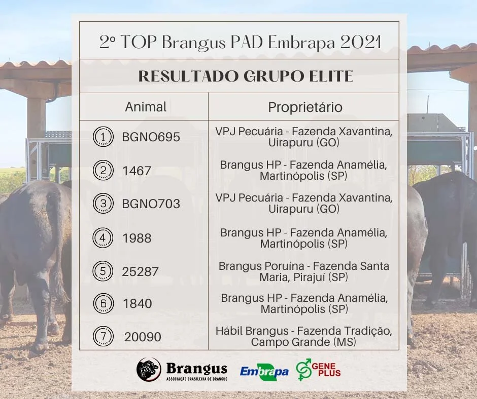 ABB e Programa Embrapa Geneplus divulgam vencedores da Prova Top Brangus Embrapa 2021