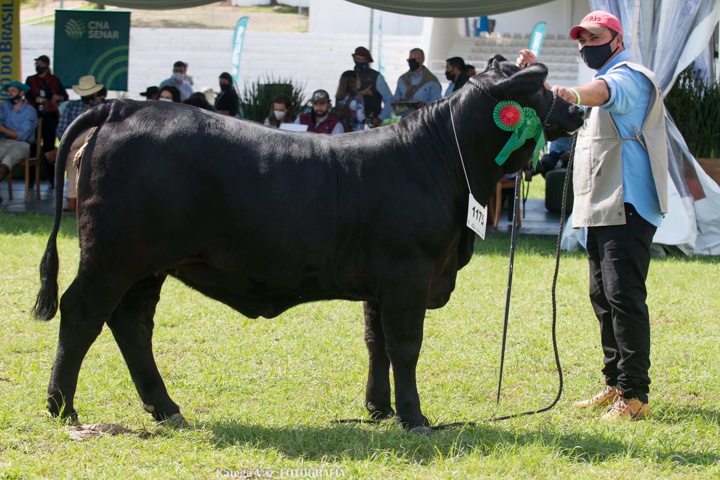 Campeonato Terneira Maior_Campeã_TAT  TEIB107_Cabanha 4 Linhas_Guaíba-RS.jpg