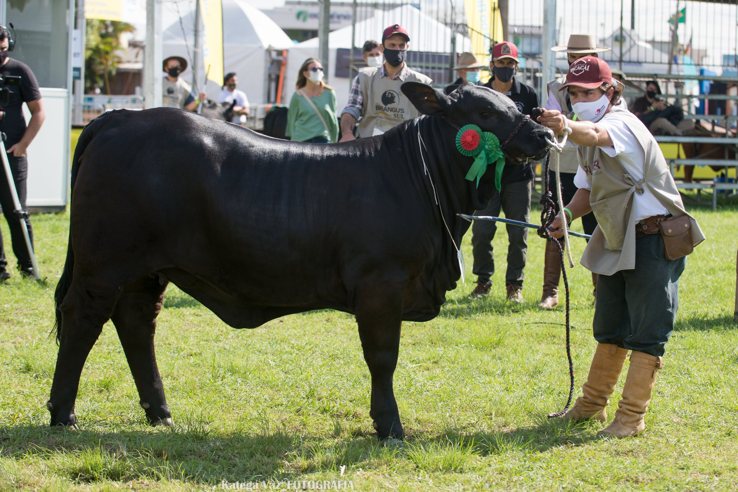 Campeonato Terneira Menor_Campeã_TAT 35JTE_Cabanha Vacacaí_São Gabriel-RS.jpg