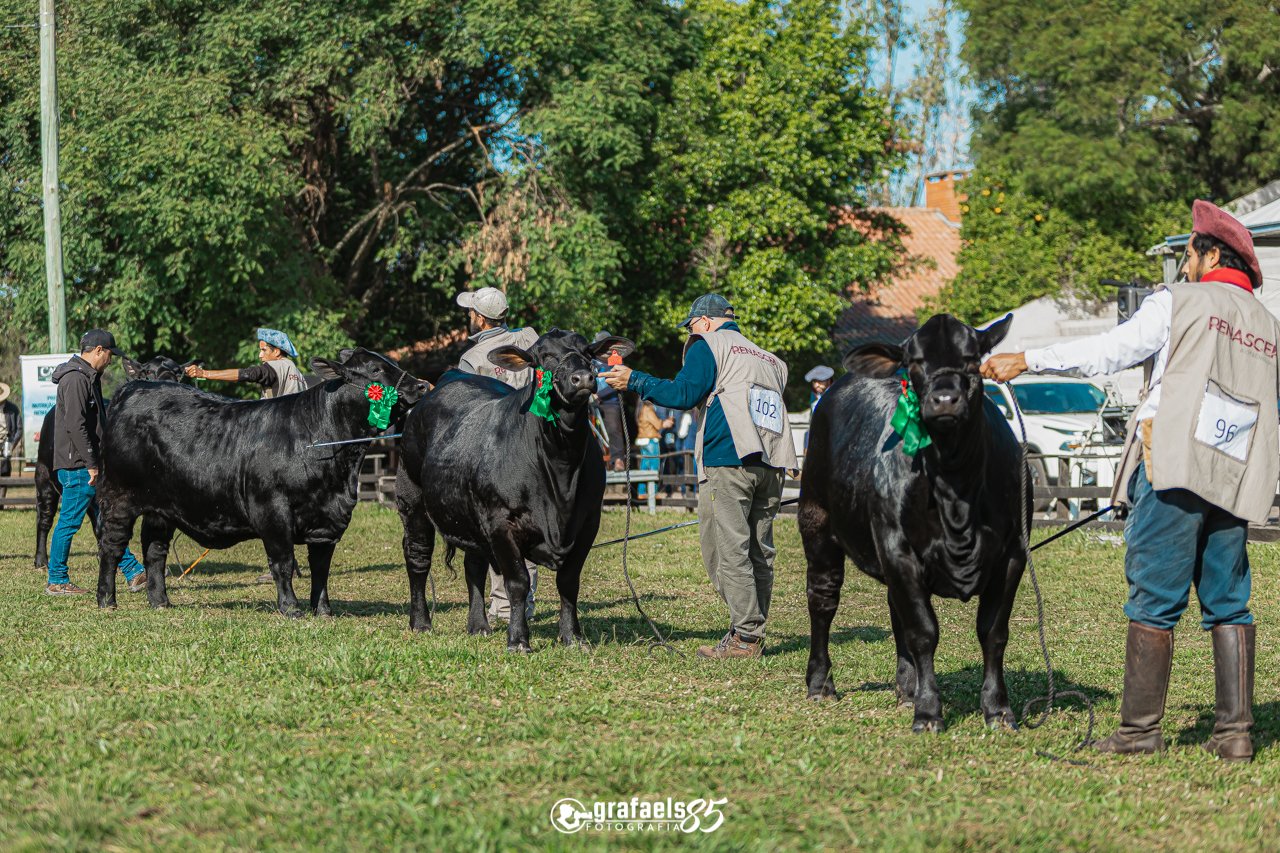 Julgamento Argola
