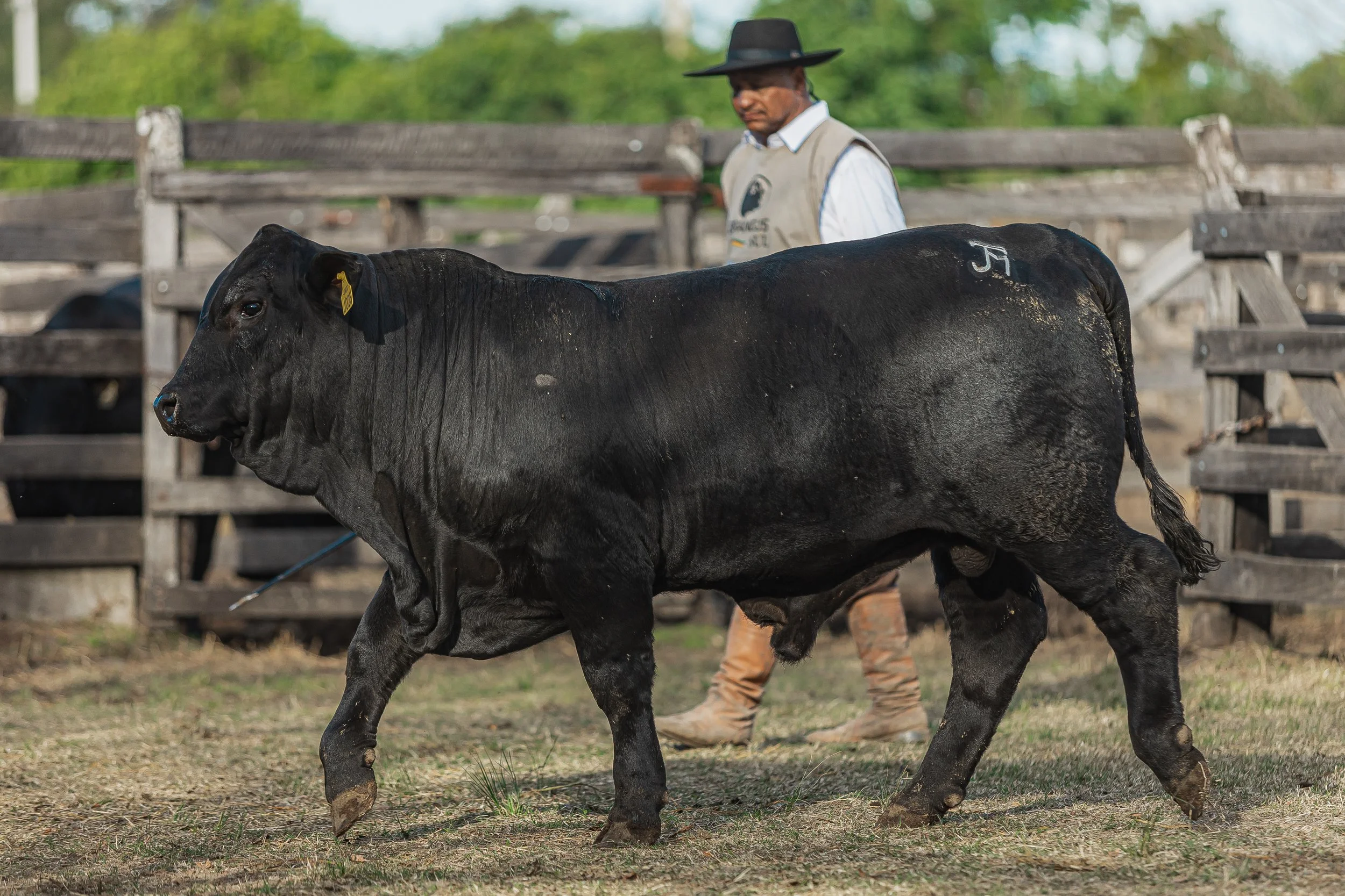 Julgamento dos Rústicos
