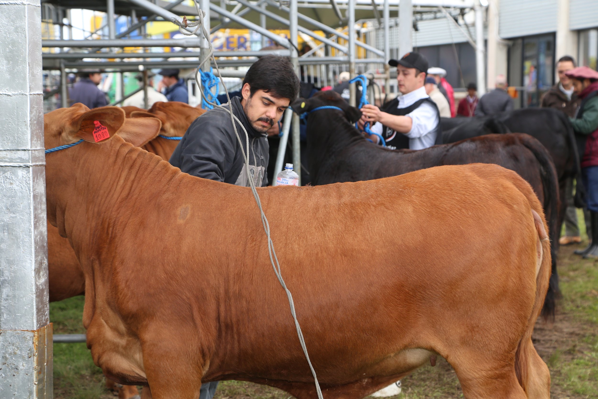 45º Expointer