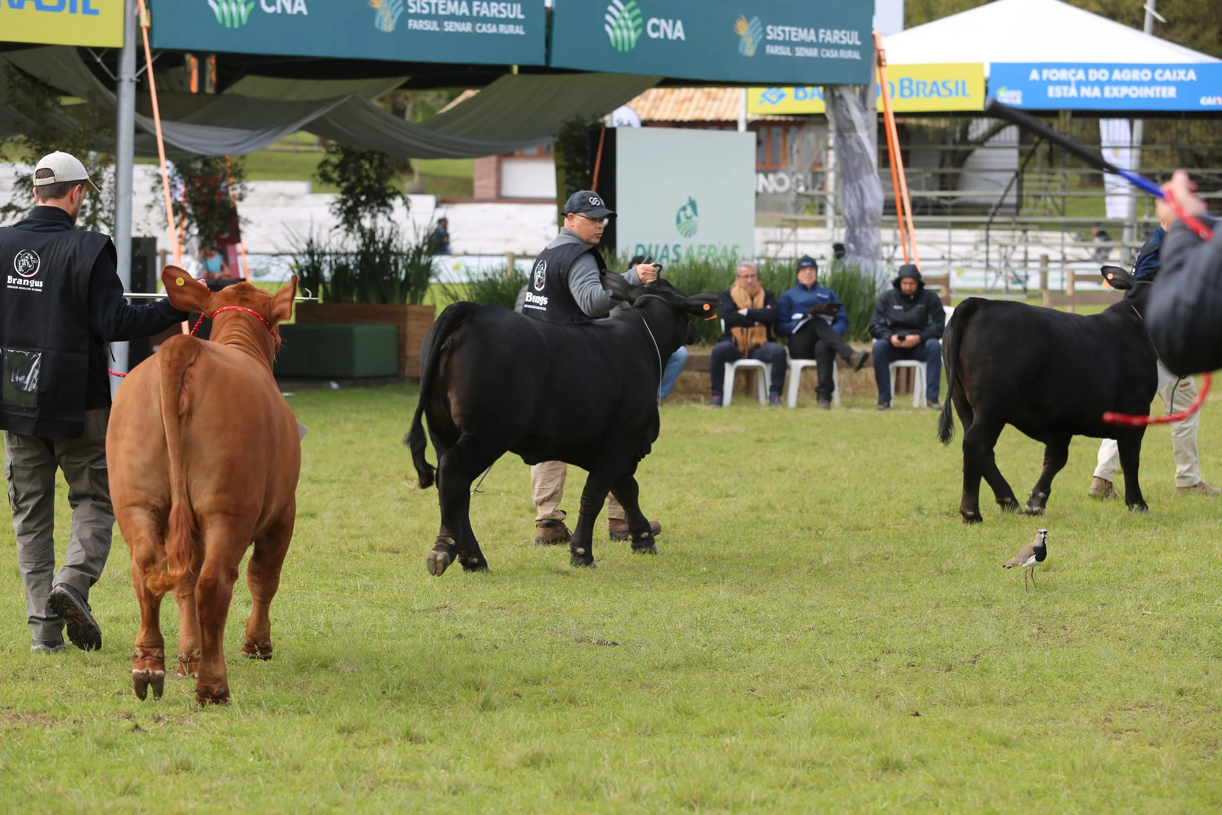 45º Expointer