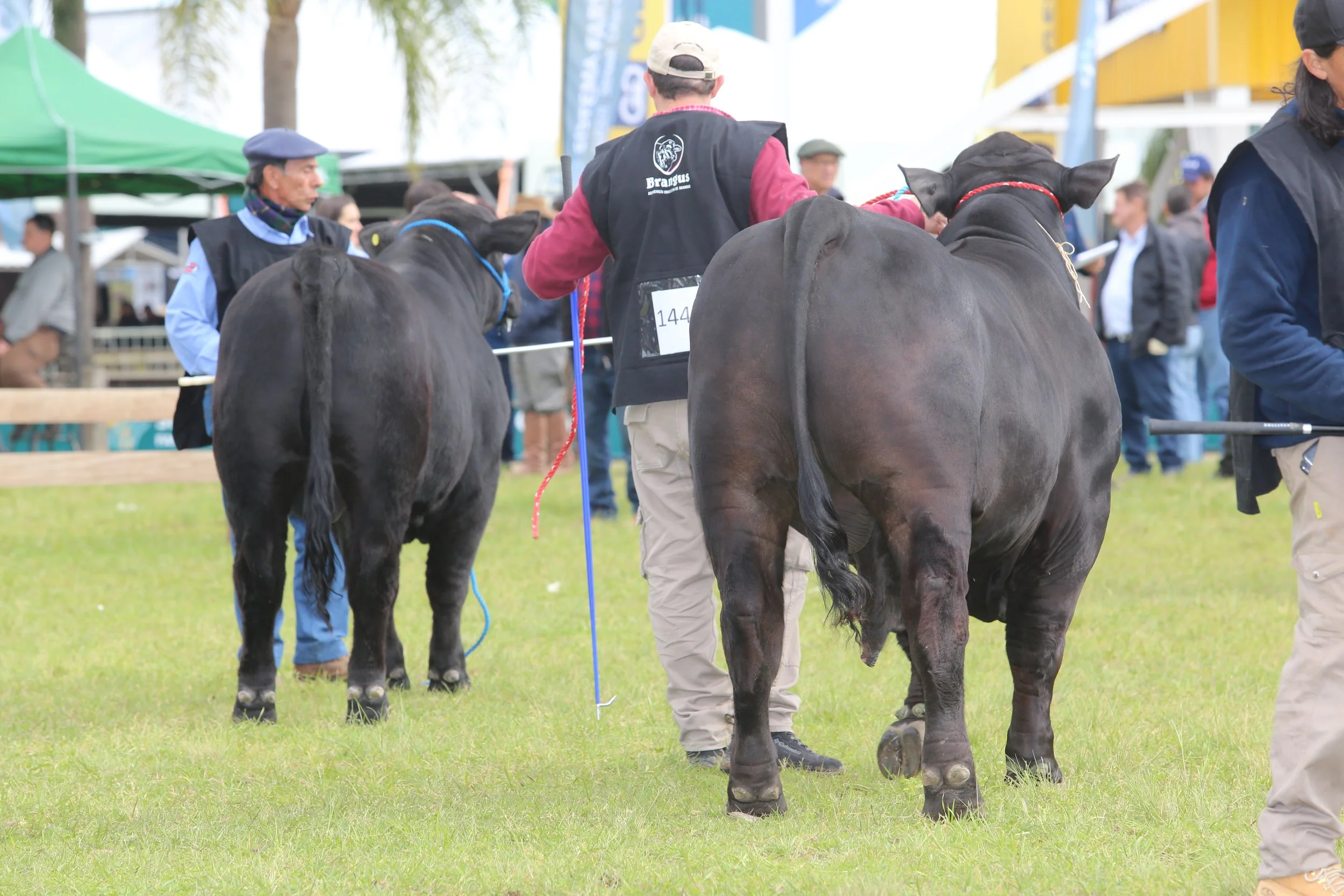 45º Expointer