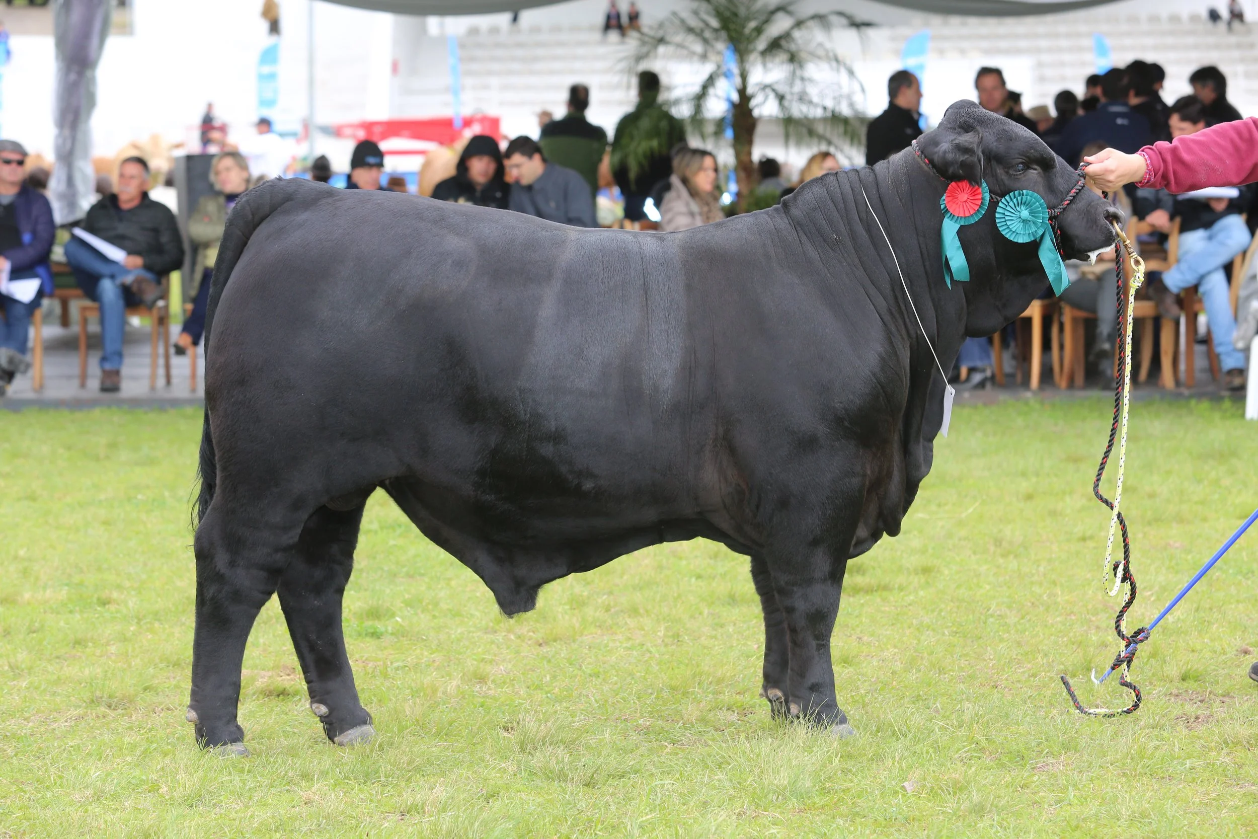 45º Expointer