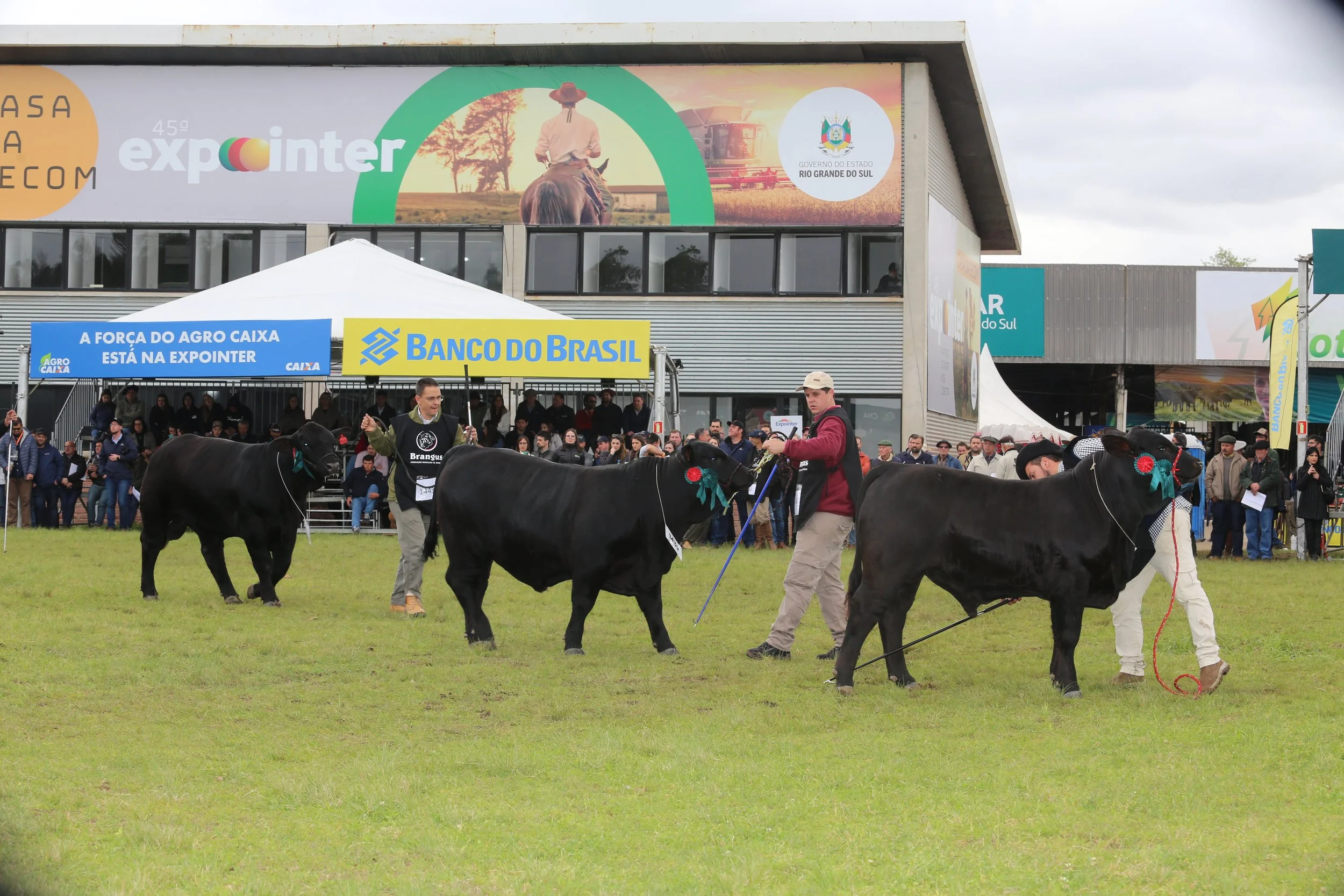 45º Expointer