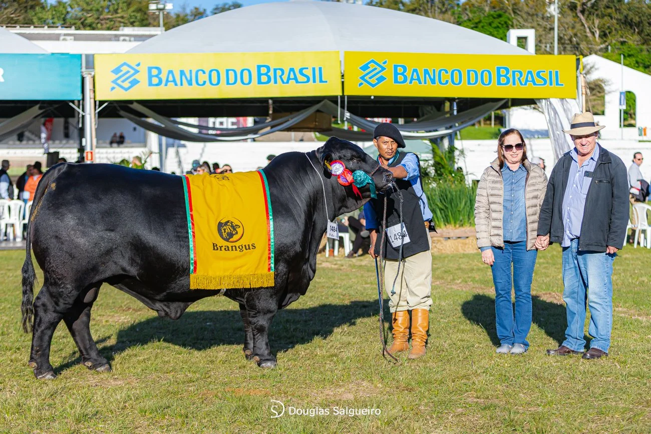    Reservado Grande Campeão - Tat. TED501    Criador:  Claudir Angelo Mocelin, Fazenda Riqueza  