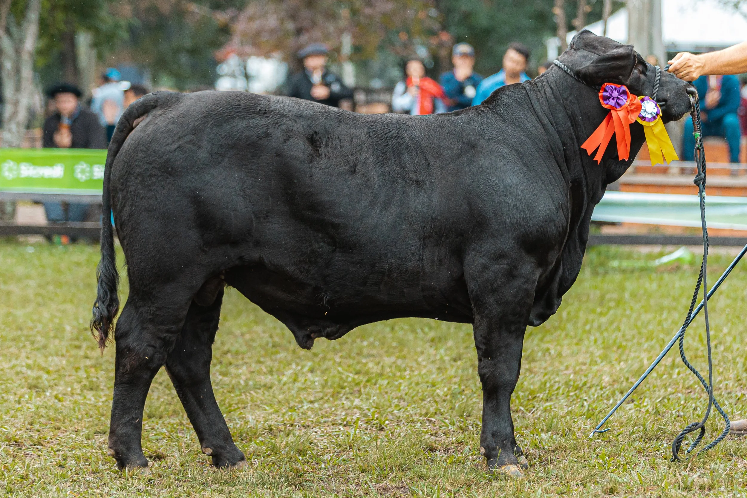 Julgamento Argola Júnior