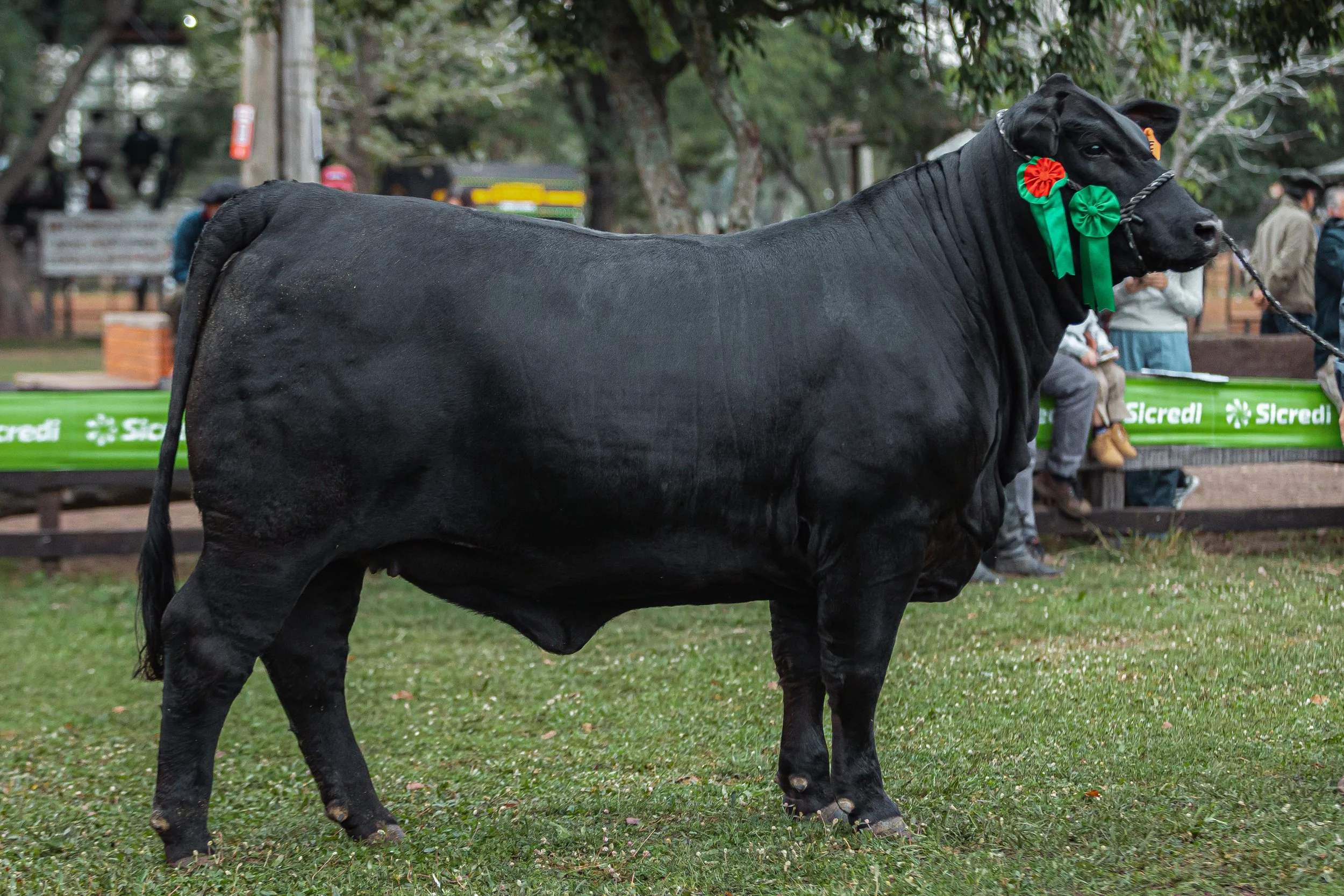 Julgamento Argola