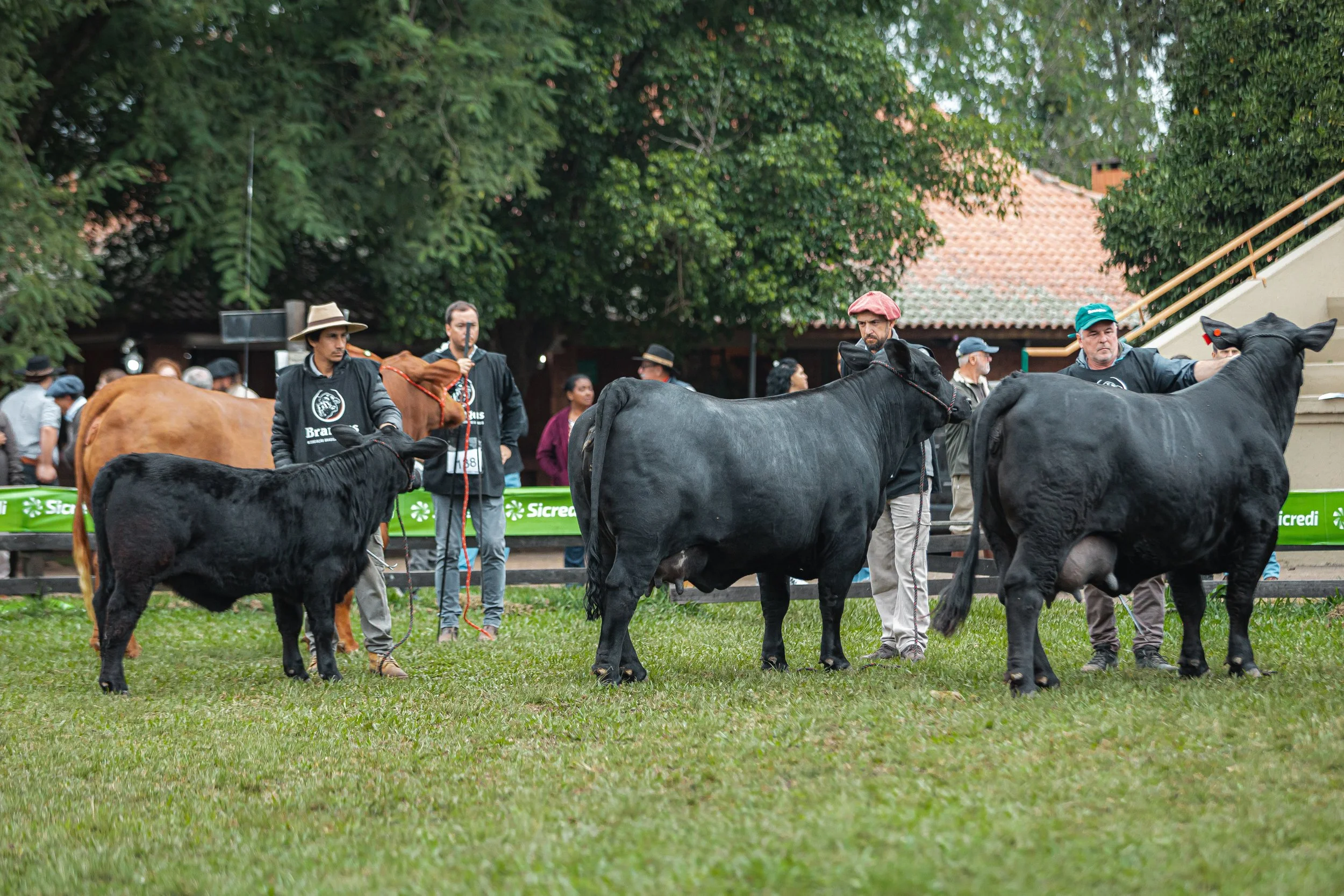 Julgamento Argola