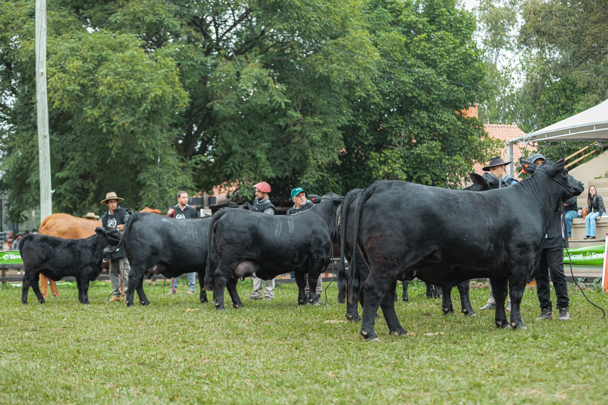 Julgamento Argola